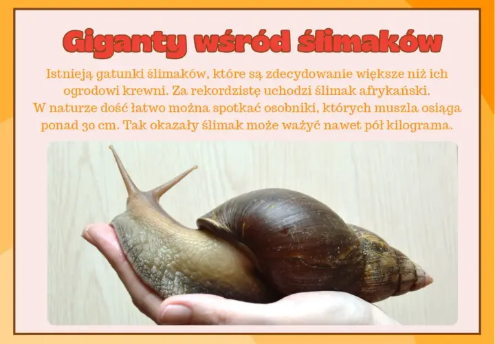 Duży ślimak afrykański spoczywa na dłoni.