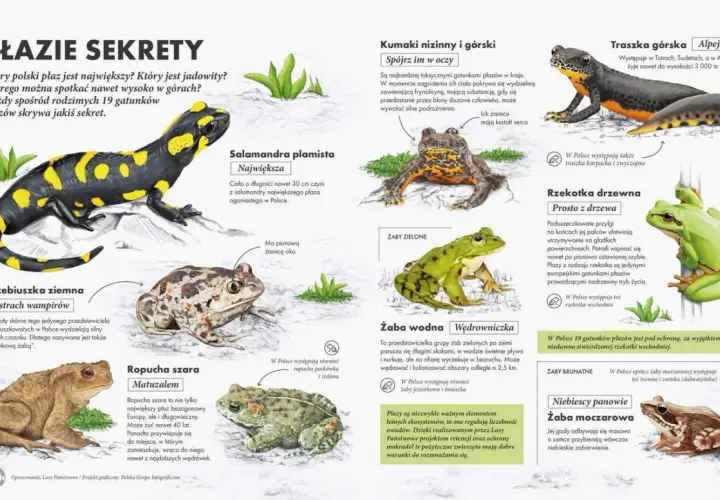 Ilustracja przedstawia różne gatunki płazów występujących w Polsce, m.in. salamandrę, ropuchę i żaby.