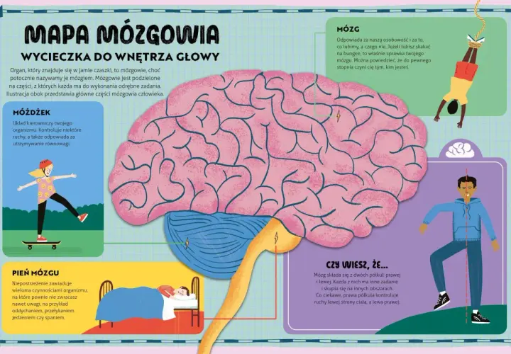 Ilustracja przedstawia schemat mózgu z zaznaczonymi częściami: móżdżek, pień mózgu i mózg.