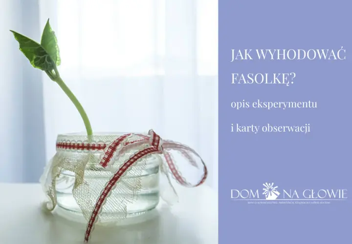 Fasolka w słoiku, ozdobionym wstążkami, jako opis eksperymentu "Jak wyhodować fasolkę?".