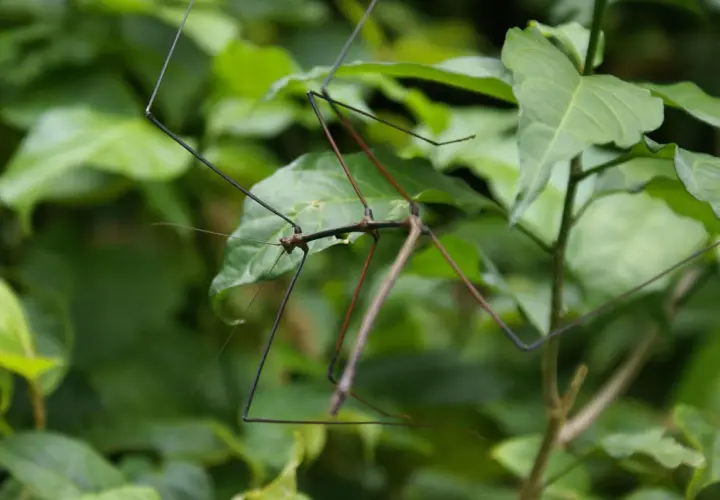 Patyczak na zielonych liściach.