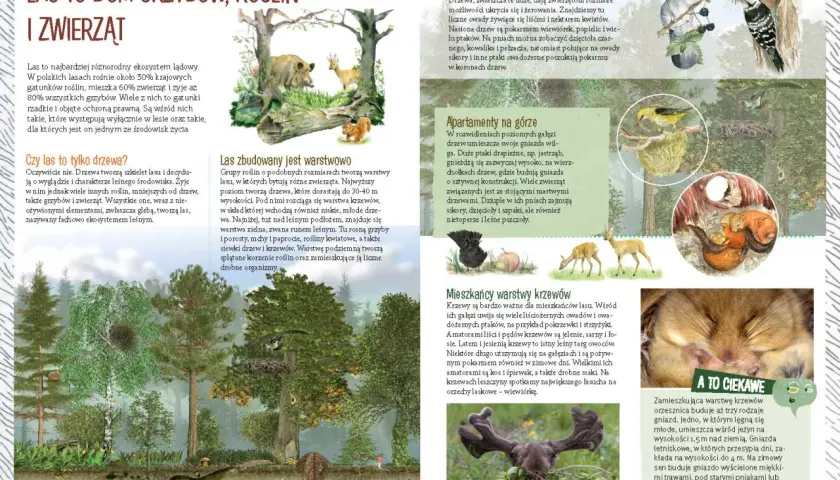 Ilustracja przedstawia las z różnymi zwierzętami i roślinami, w tym dzikiem, sarną, wiewiórką i ptakami.