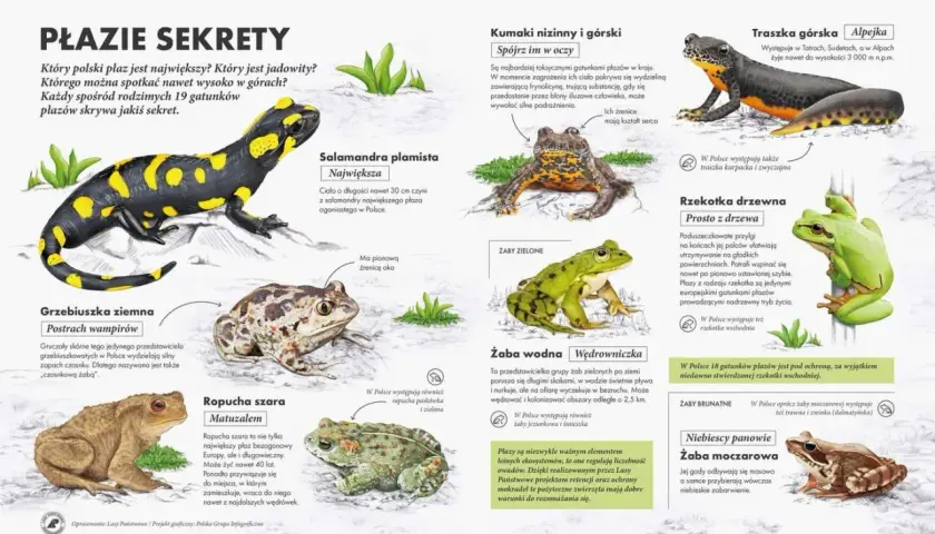 Ilustracja przedstawia różne gatunki płazów występujących w Polsce, m.in. salamandrę, ropuchę i żaby.
