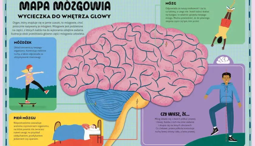 Ilustracja przedstawia schemat mózgu z zaznaczonymi częściami: móżdżek, pień mózgu i mózg.