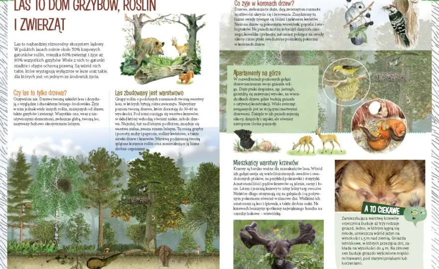 Zwierzęta w lesie - Przewodnik dla dzieci i rodziców