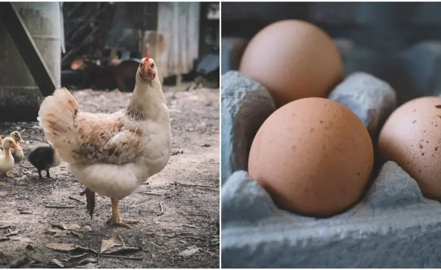 Kura czy jajko? Biologia rozwiązuje odwieczną zagadkę!