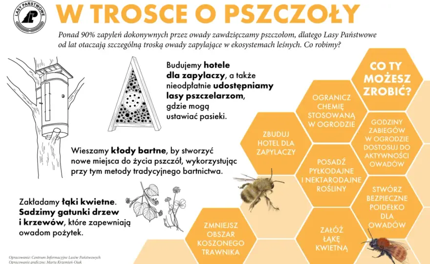 Pszczoły - Ciekawostki, rola i jak pomóc zapylaczom?