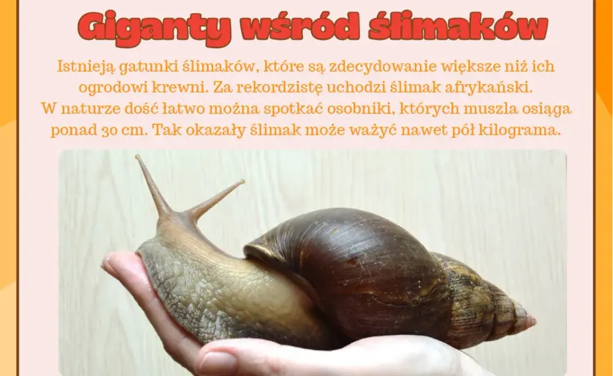 Dzień Ślimaka - kiedy wypada i jak go świętować?