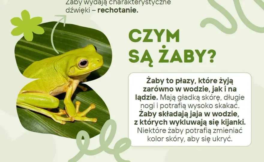 Dzień żaby - Dlaczego płazy są ważne i jak uczyć dzieci?