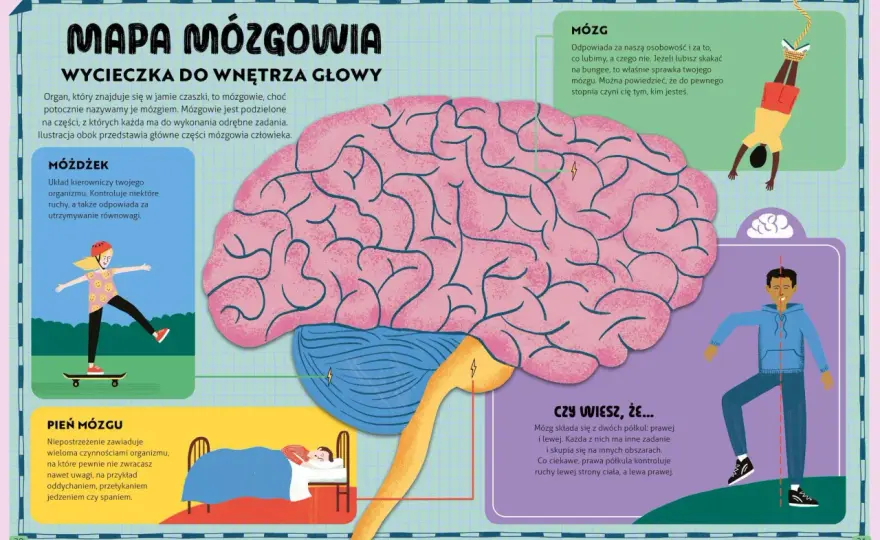 Lewa i prawa strona mózgu dziecka - Mity i fakty