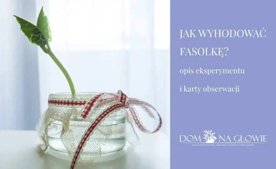 Fasola w słoiku - Proste doświadczenie krok po kroku