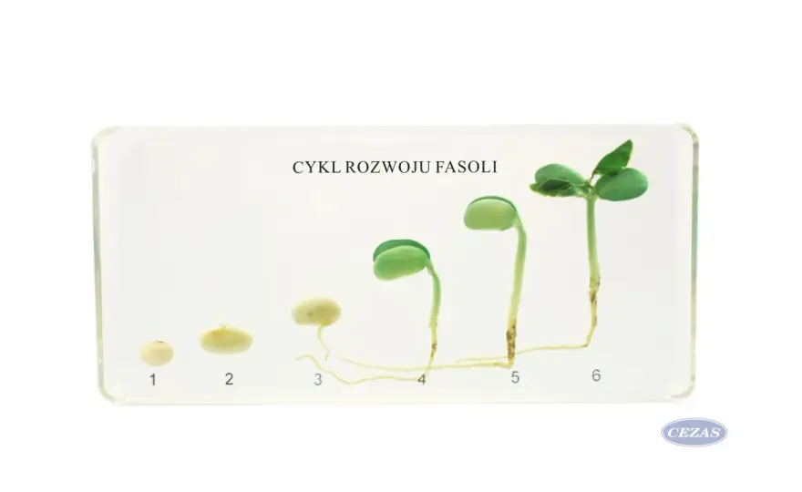 Rozwój fasoli dzień po dniu - Kiełkowanie krok po kroku