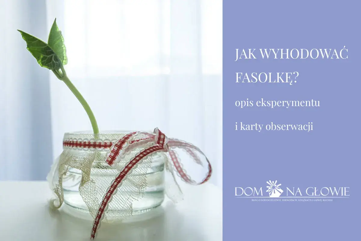 Fasolka w słoiku, ozdobionym wstążkami, jako opis eksperymentu "Jak wyhodować fasolkę?".
